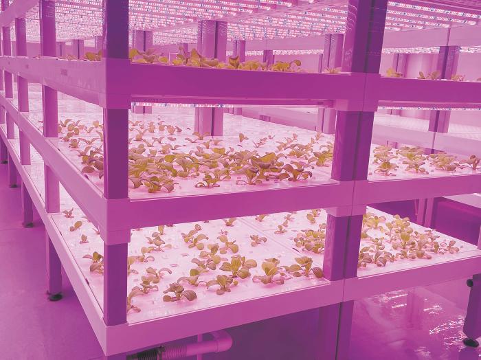 在物美植物工廠里，通過LED燈的照射，蔬菜散發(fā)勃勃生機。受訪者供圖